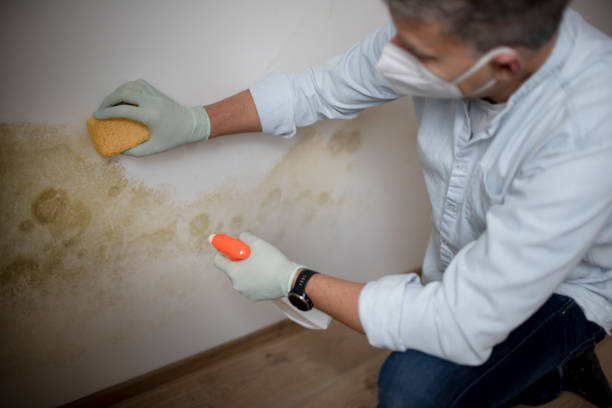 Best Black Mold Removal  in Minooka, IL